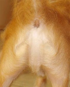 Image of Jesus ina dog's arse