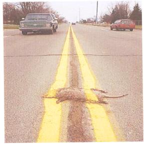 Roadkill, over painted with yellow lines.