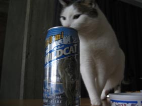 Iris the cat drinking a can of WildCat 950.